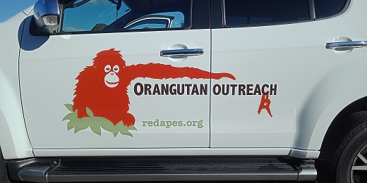 Orangutan